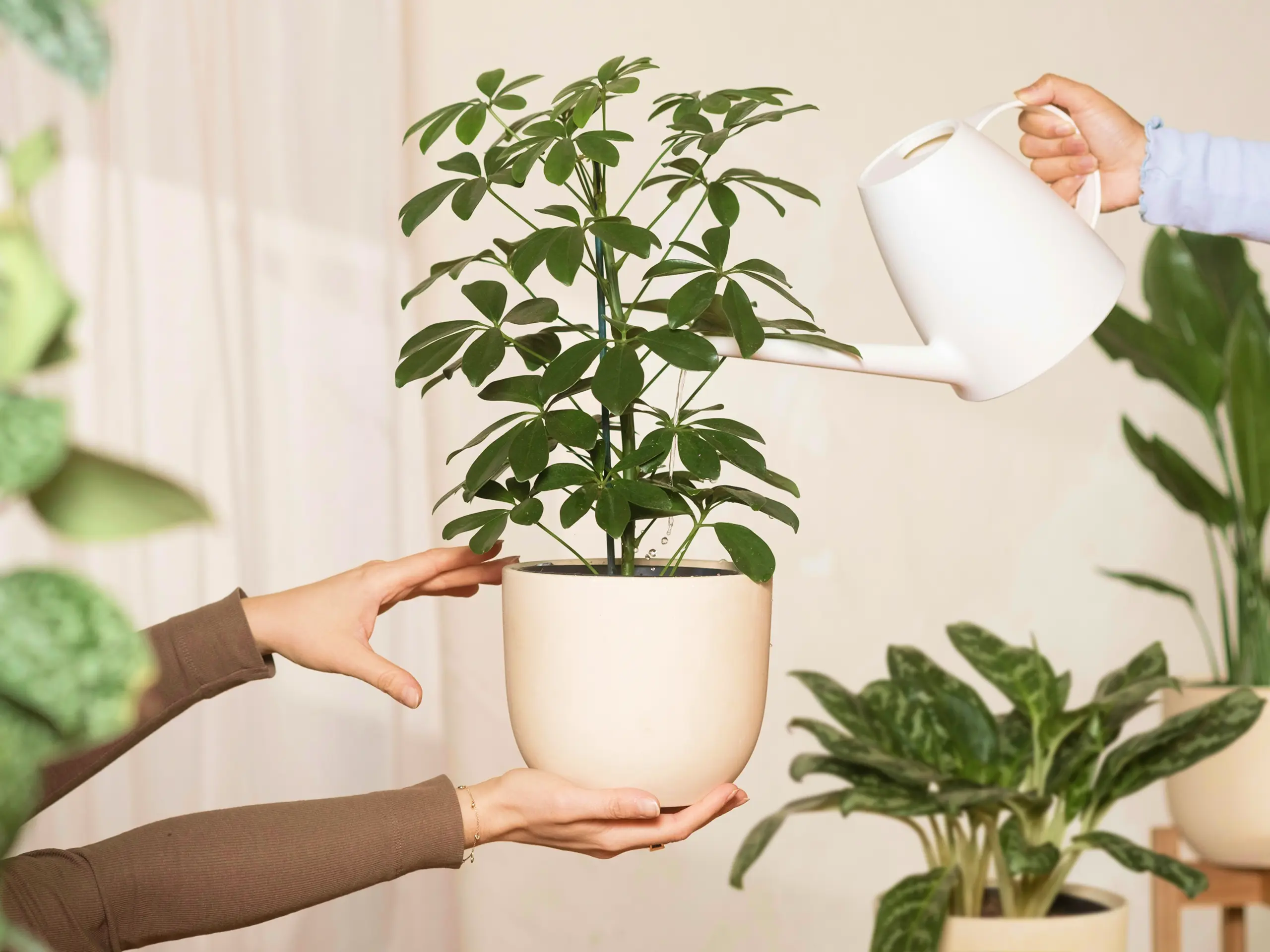 Roślina doniczkowa na tle sekcji opisującej uczciwy model monetyzacji HOBB.